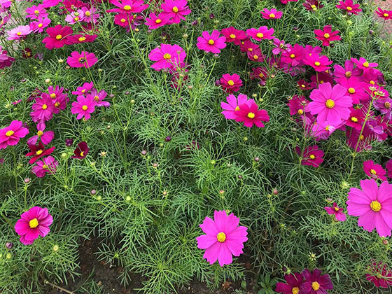 芜湖绿植租摆-屋顶绿化设计